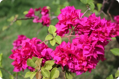 Felt Bougainvillea Garland Tutorial {Guest Post – Art Threads ...