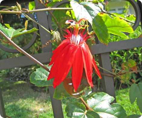 red flower 1