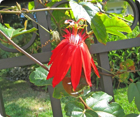 red flower 1
