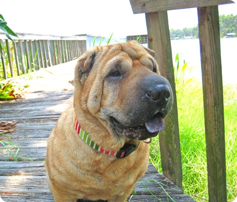 buttercup on dock 1