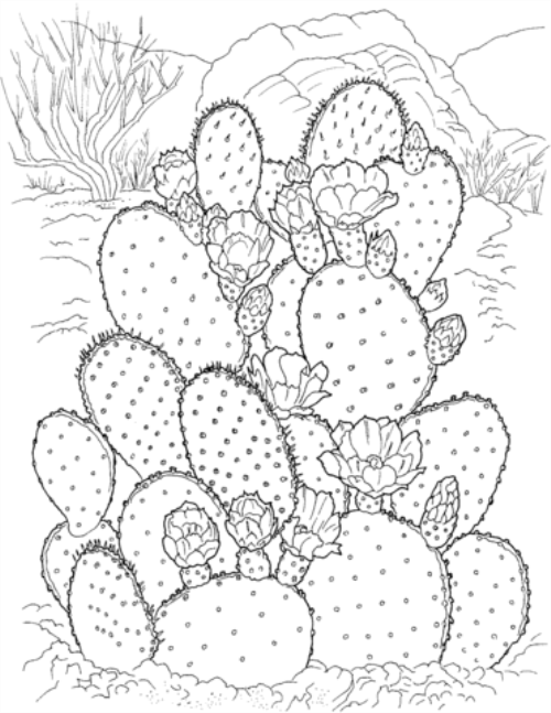 adult coloring pages - cactus