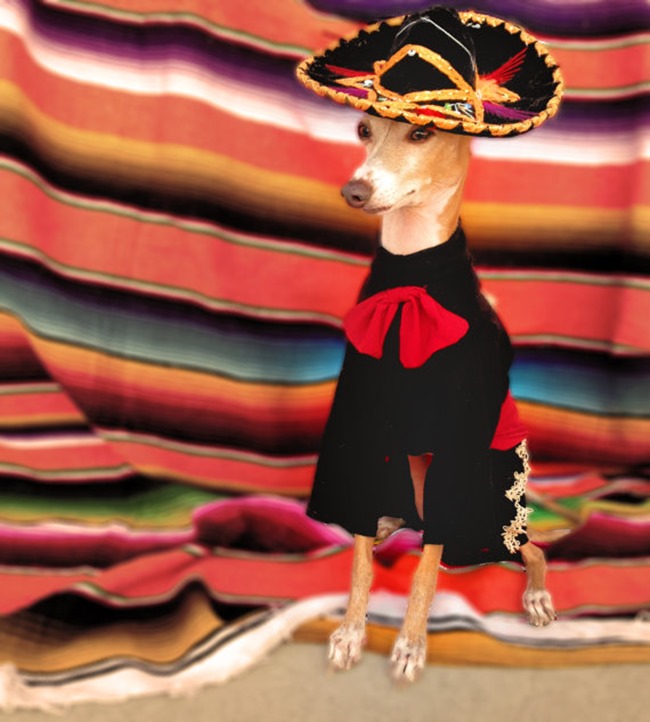 Handmade Pet Costume - El Mariachi - Olipra