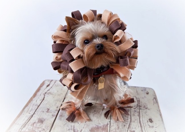 Handmade Pet Costume - Lion