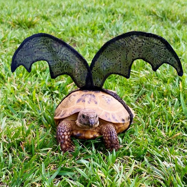 Handmade Pet Costume - Tortoise Bat