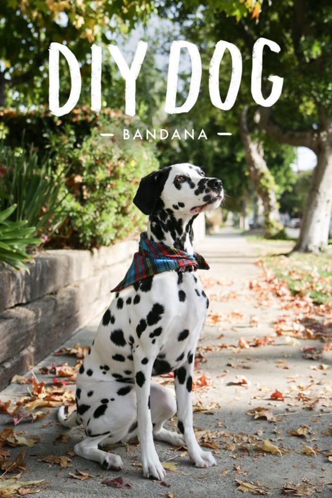 DIY Dog Bandana - Sew it up!