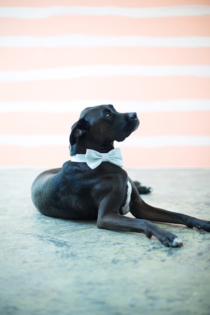 DIY Doggie Bow Tie