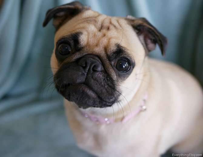 Pepper the Pug - EverythingEtsy.com