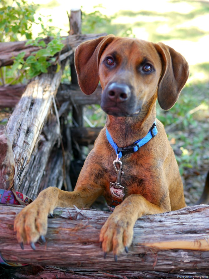 Sherlock the Plott Hound - EverythingEtsy