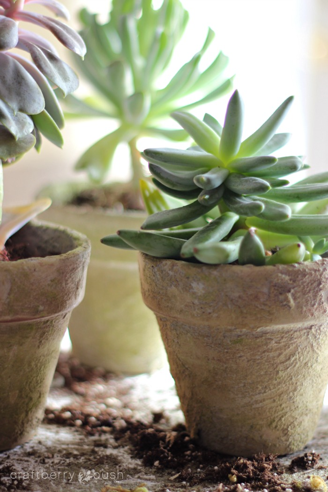 15 DIY Gifts for Plant Lovers - DIY Antique Flower Pots - EverythingEtsy