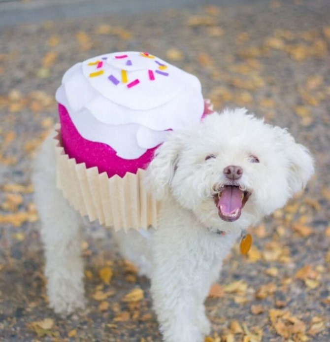 5 DIY Dog CostumesQuick & Easy Ideas