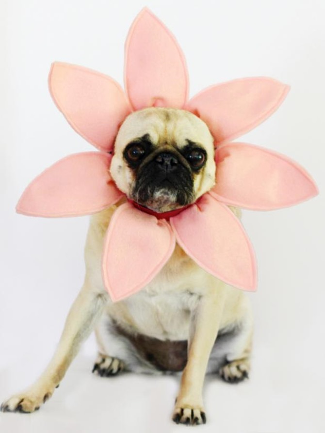 19 Adorable DIY Dog Costumes for Halloween