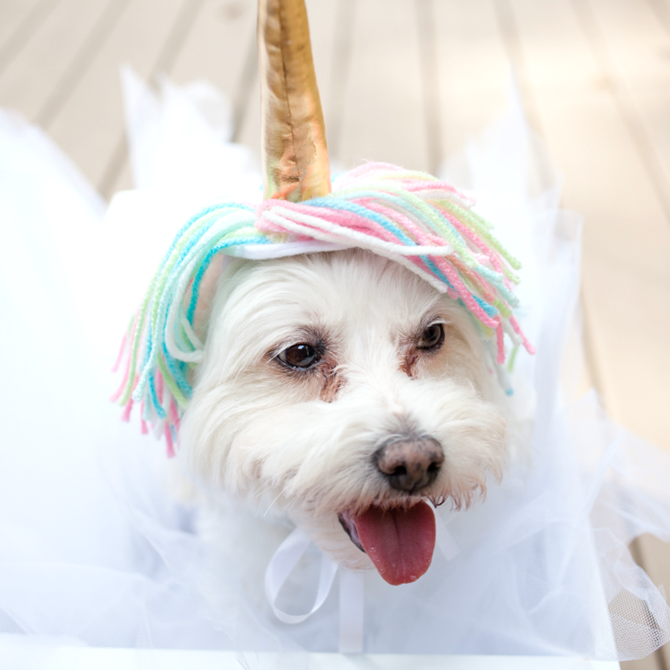 DIY Dog Costumes - Quick and Easy Ideas - Unicorn